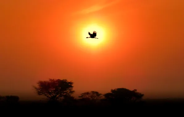 The sun, sunset, bird, silhouette, crane