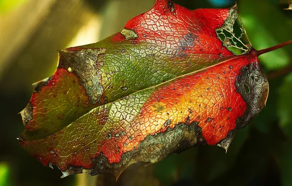 Color, sheet, texture