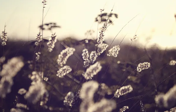 Field, autumn, macro, nature, photo, background, Wallpaper, plant