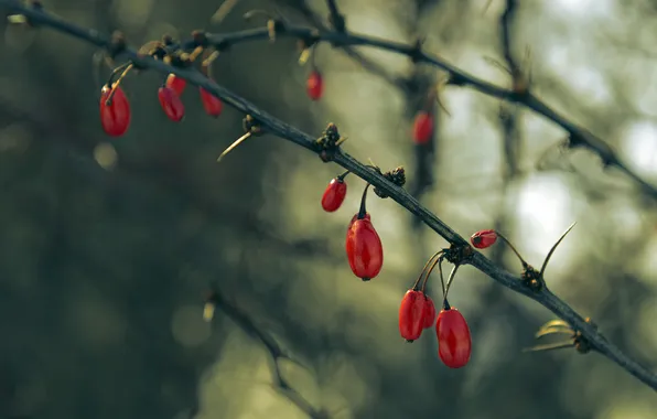 Branches, fruit, spikes, red, dogwood