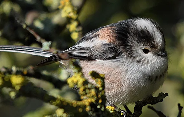 Picture branches, bird, beak, long-tailed tit