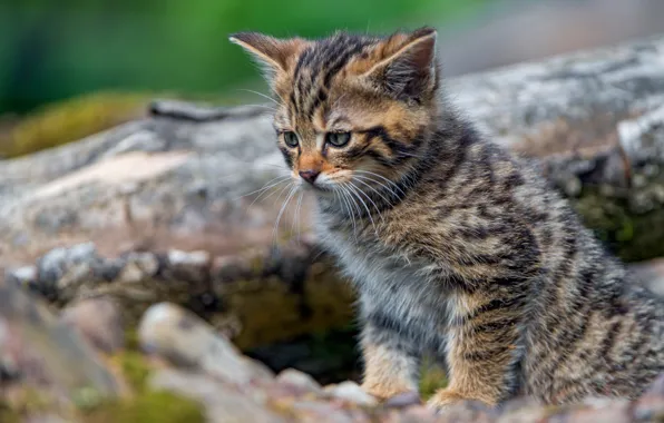Cat, cat, look, nature, pose, kitty, grey, baby