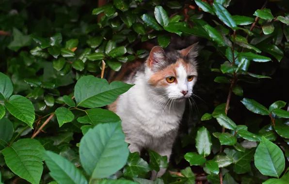 Greens, cat, cat, face, leaves, nature, red, the bushes