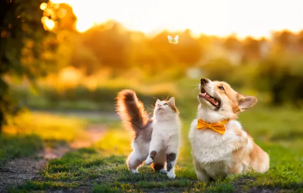 Greens, cat, grass, cat, light, sunset, nature, pose