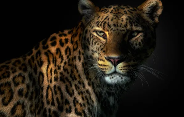 Eyes, leopard, fangs, leopard, eyes, catch, Pedro Jarque