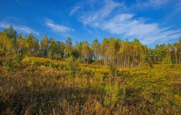Field, autumn, forest, trees, grove, crown, Golden autumn, aspen