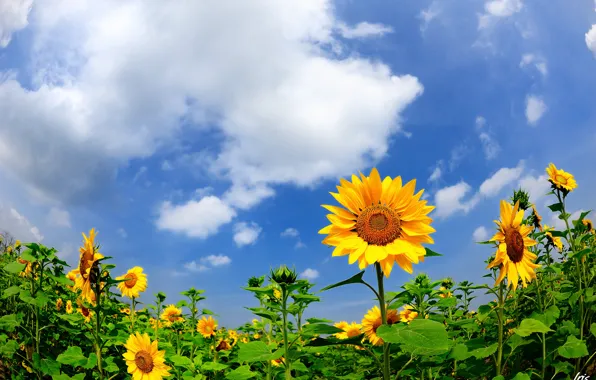 Field, summer, sunflowers, nature