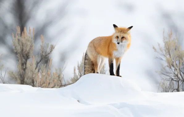 Winter, snow, Fox, the snow, red, the bushes, bokeh