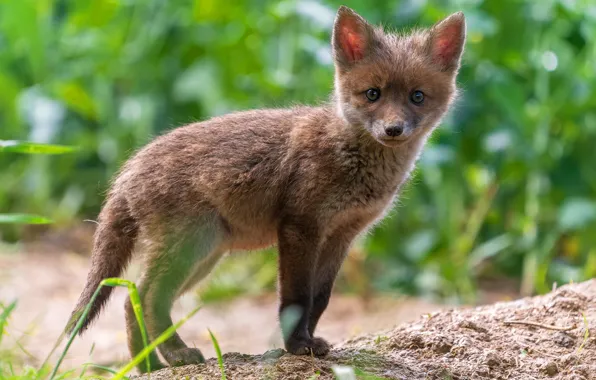 Nature, baby, Fox, bokeh, Fox, Fox