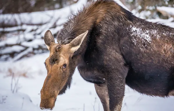 Picture winter, nature, moose