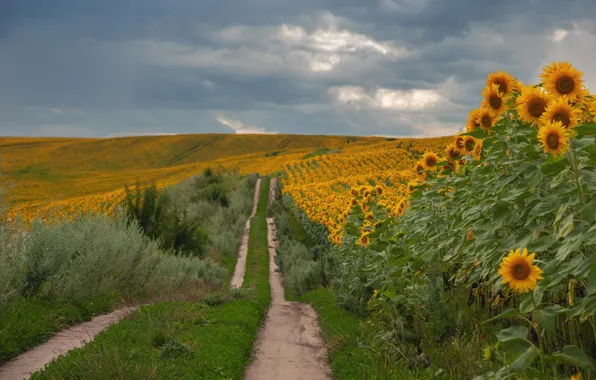 Picture flowers, road, field, summer, the sky, sunflowers, clouds