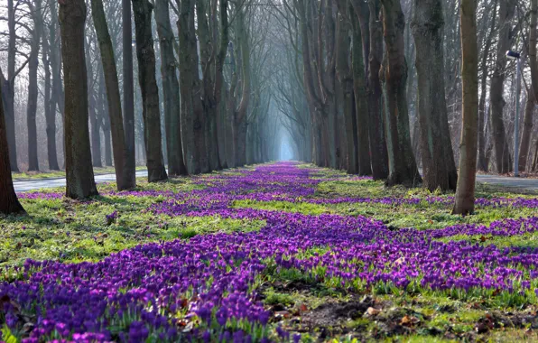 Trees, flowers, nature, Park, spring, crocuses, naked