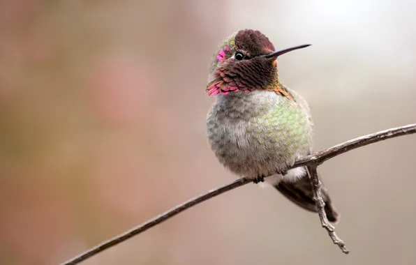 Bird, branch, Hummingbird, bird, light background