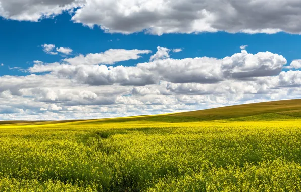 Clouds, rape, rapeseed field