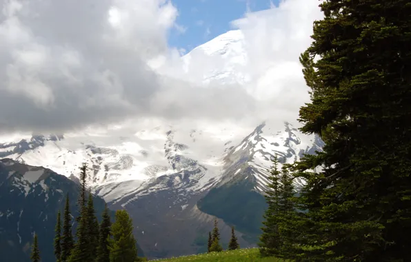 Forest, grass, clouds, trees, mountains, glade, tops, slope