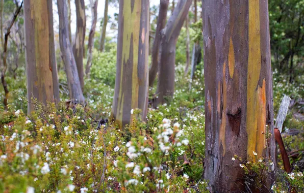Forest, grass, trees, flowers, Australia, bark, Tasmania