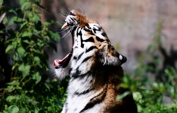 Cat, strips, tiger, predator, teeth, roar, cat