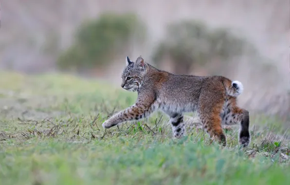 Grass, look, nature, pose, background, baby, walk, lynx