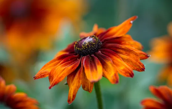 Flower, macro, orange, bright, fly, rudbeckia