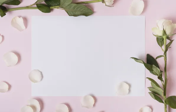 Flowers, roses, petals, white, white, pink background, pink, flowers