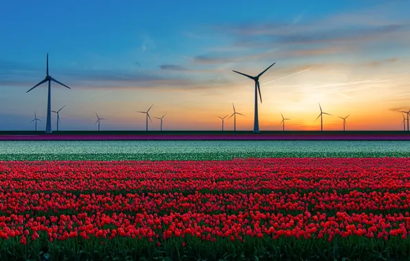 Field, tulips, wind turbine