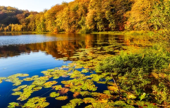 Picture autumn, forest, leaves, lake, pond, shore, pond
