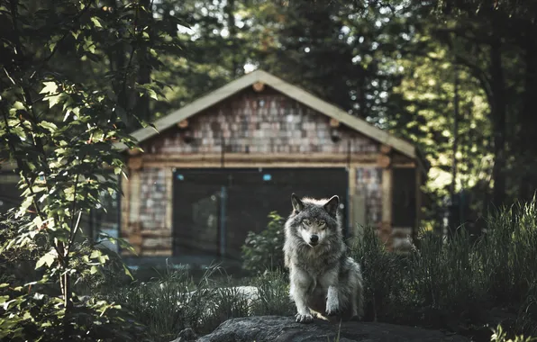 Forest, look, light, trees, grey, wolf, garage, lies
