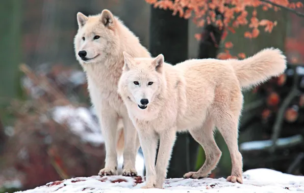 White, look, face, snow, nature, predator, Wolves, Arctic