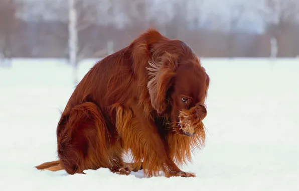 Winter, snow, dog, setter