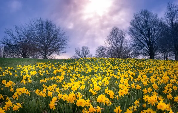 Field, flowers, nature