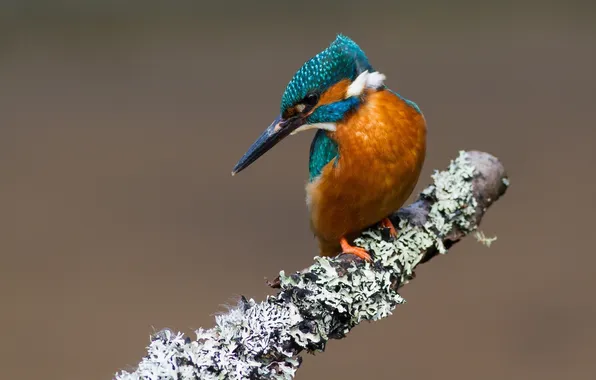 Picture bird, branch, Kingfisher