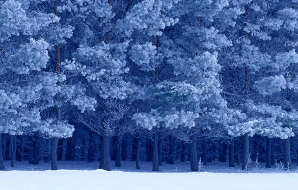 Winter, snow, Canada, Manitoba, Scots pine, Birds Hill Provincial Park