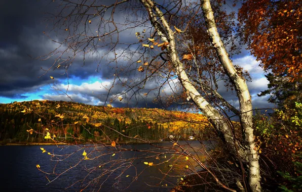 Autumn, forest, trees, landscape, branches, clouds, nature, lake