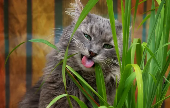 Language, cat, grass, cat, face, portrait, grazing