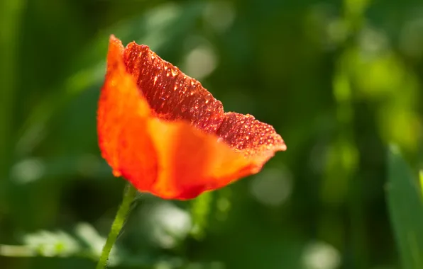 Picture drops, red, Mac, spring, red, bokeh, bokeh, drops