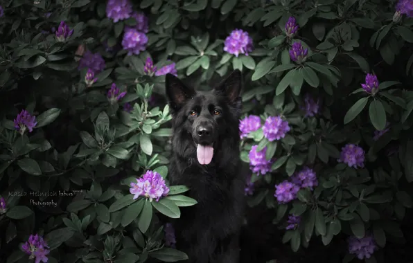 Flowers, dog, German shepherd