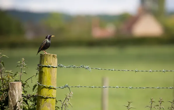 Post, thorn, bokeh, Starling, nettle