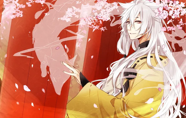 Japanese clothing, Fox ears, cherry blossoms, the Fox-demon, Touken Ranbu, Kogitsunemaru, long white hair, torii …