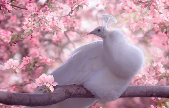 White, flowers, spring, Sakura, peacock