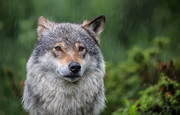 Look, face, green, background, rain, vegetation, wolf, portrait