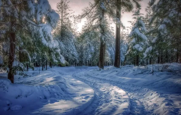 Winter, forest, nature