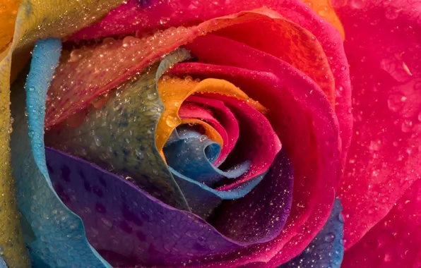 Flower, drops, Rosa, rose, petals