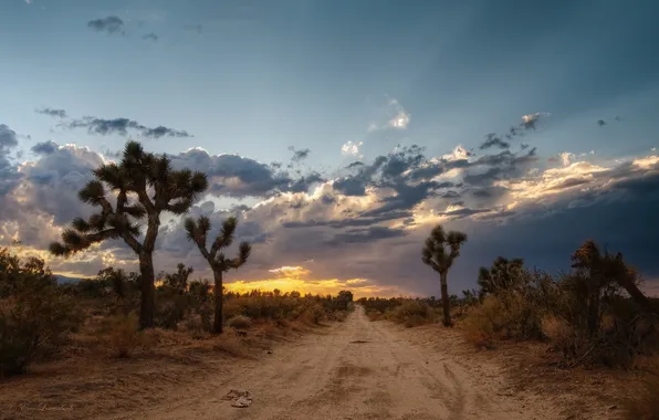 Road, sunset, USA, Mojave Desert, Joshua tree, the Mojave desert