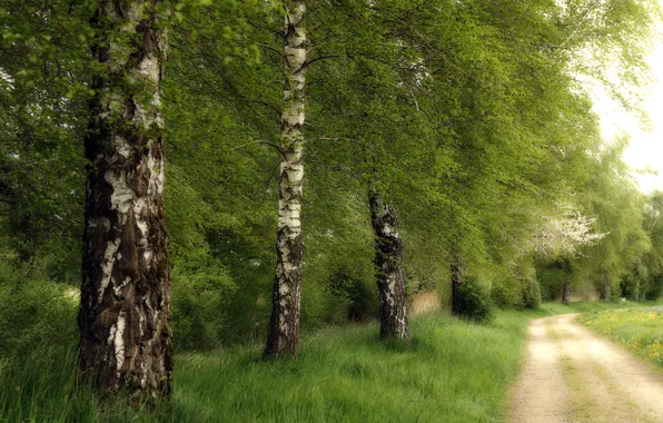 Road, summer, birch