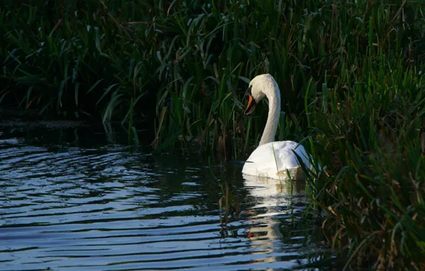 White, grass, water, pond, the dark background, thickets, bird, shore