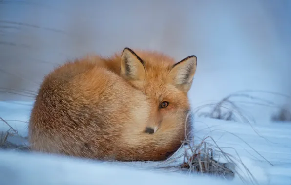 Winter, snow, Fox, fur, Fox