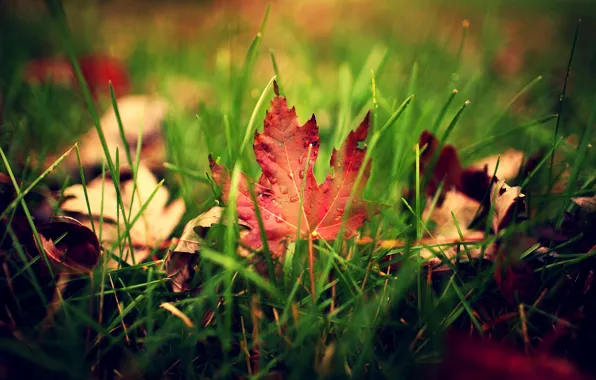 Greens, autumn, grass, leaves, drops, macro, sheet, droplets