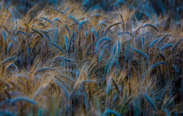 Wheat, field, macro, nature, background, blue, widescreen, Wallpaper