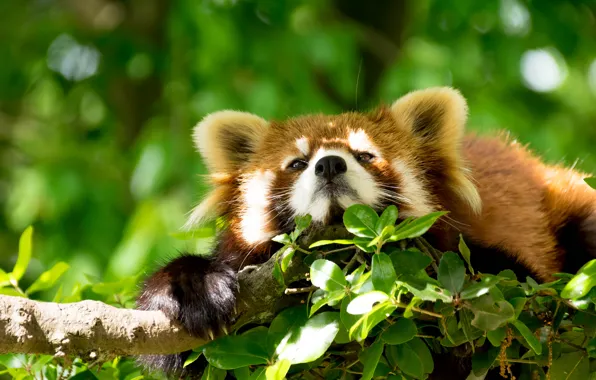Animals, face, nature, green, background, tree, foliage, branch