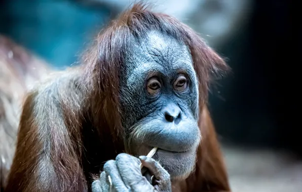 Picture look, monkey, orangutan